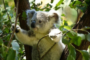 koalas