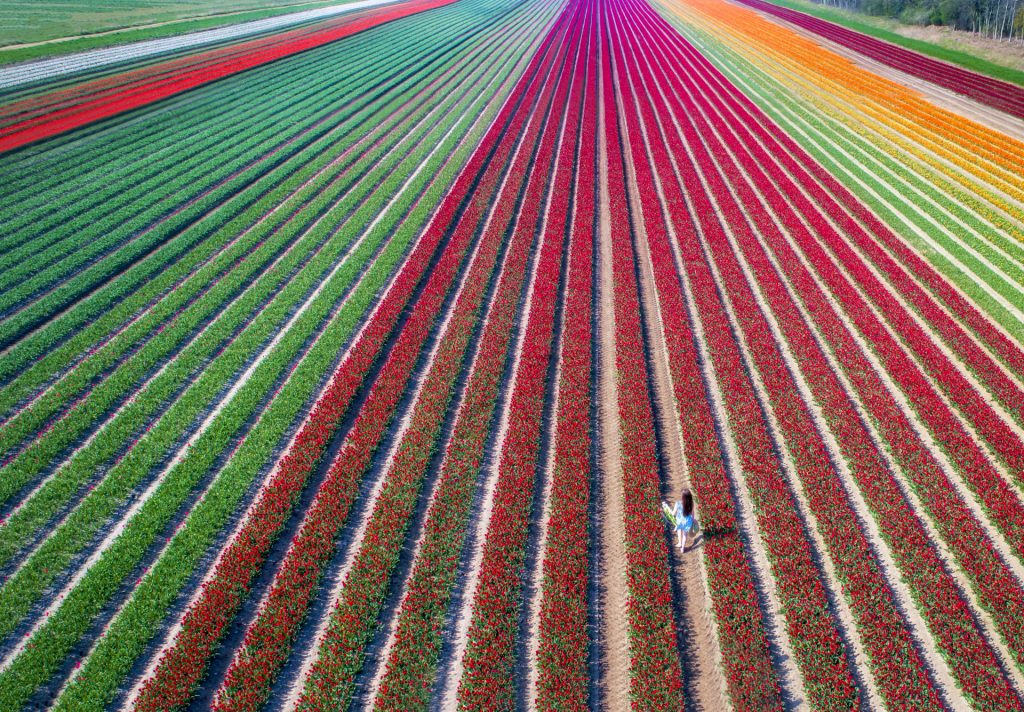 campo tulipani