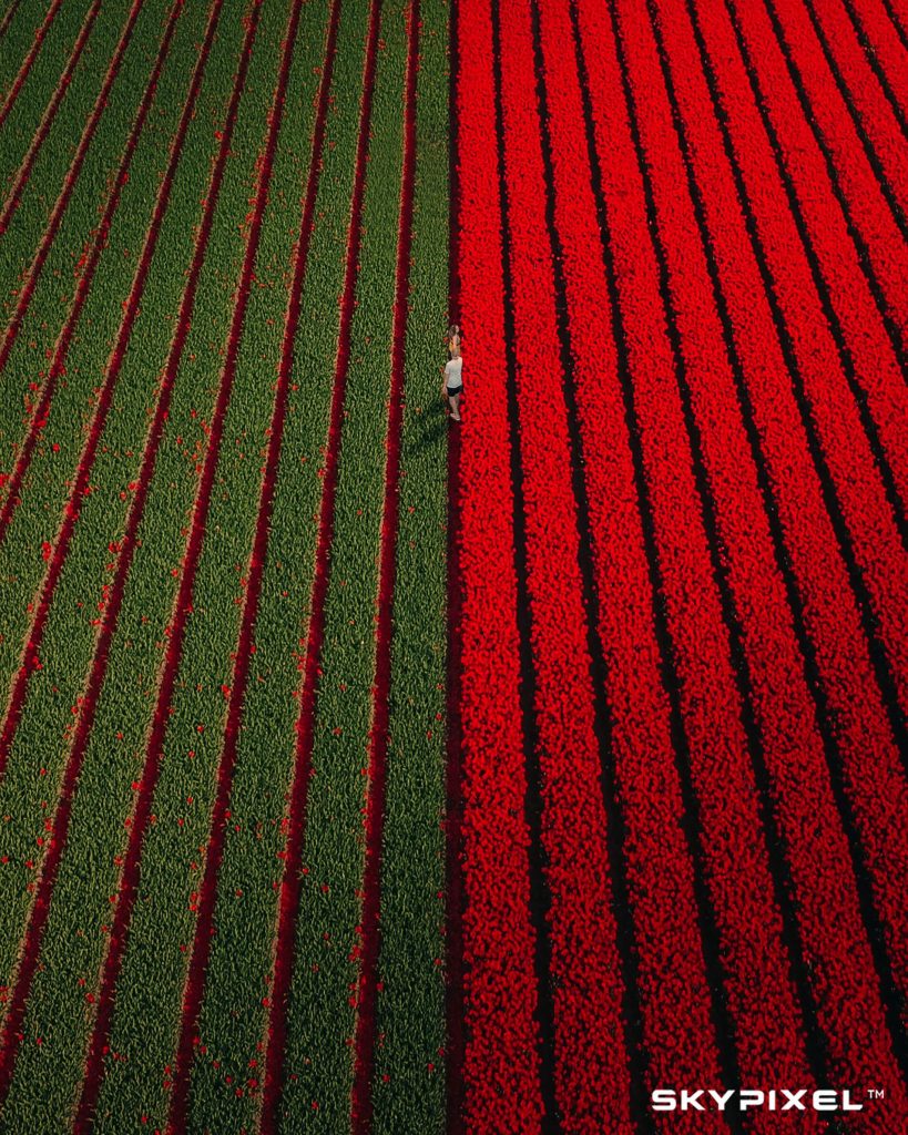 campo tulipani rossi e verdi