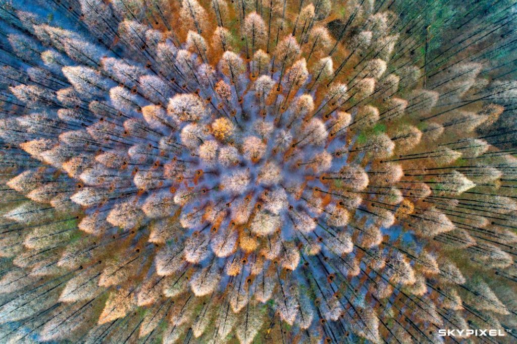 Foresta sequoie colorate scattata dall'alto