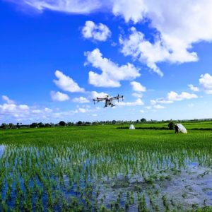 drone sorvola risaia