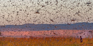 droni_deserto_Mauritania_locust