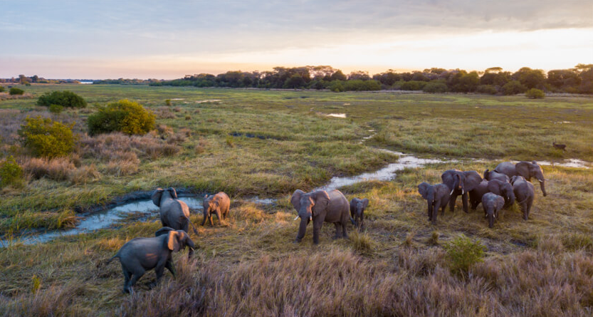 elefanti con droni dji