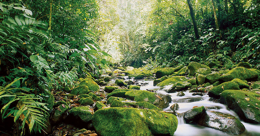 Foresta pluviale costa rica