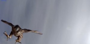 Drone uccelli