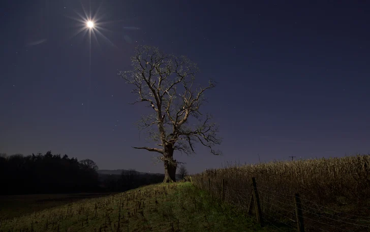 foto albero